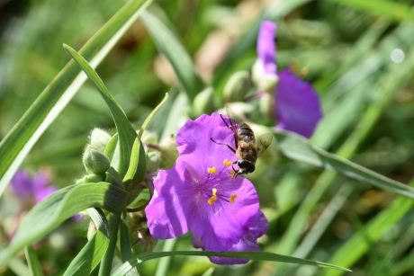 Nog insecten op de bloemen vandaag