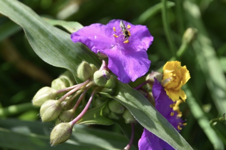 Nog insecten op de laatste bloemen vandaag