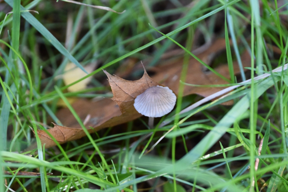 Nog zo’n kleintje.. - Schimmels - 