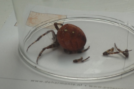 noodlottig ongeluk