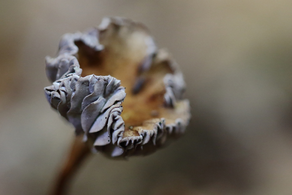 omgekruld - Schimmels - 