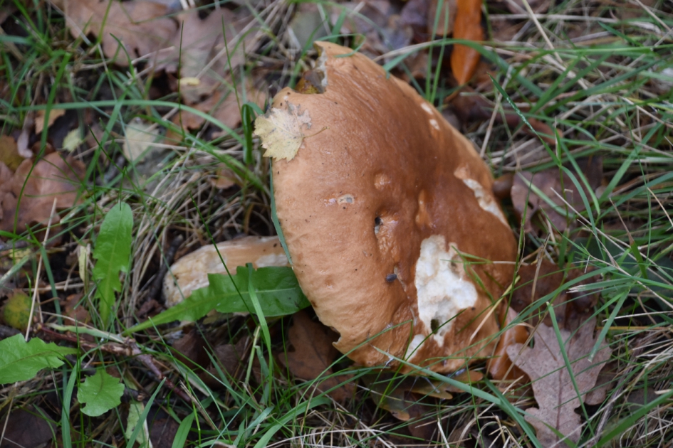 Omgevallen - Schimmels - 