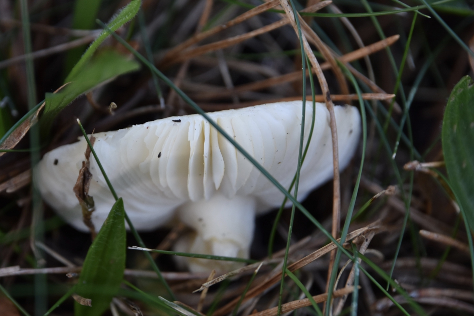 Omgevallen - Schimmels - 