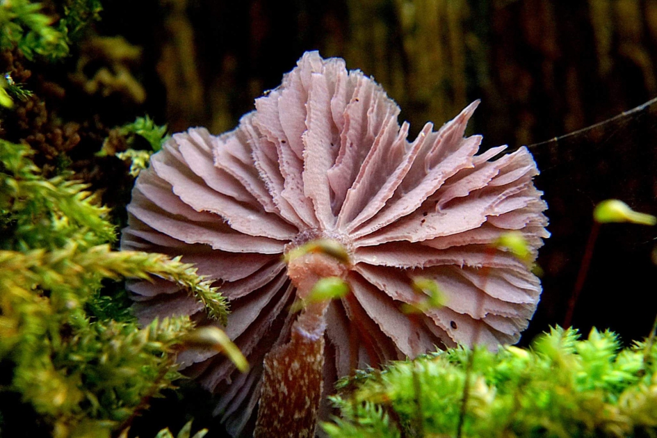 Onbalans - Schimmels - 