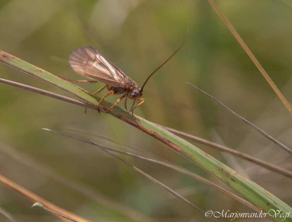 Elzenvlieg - Geleedpotigen - Elzenvlieg