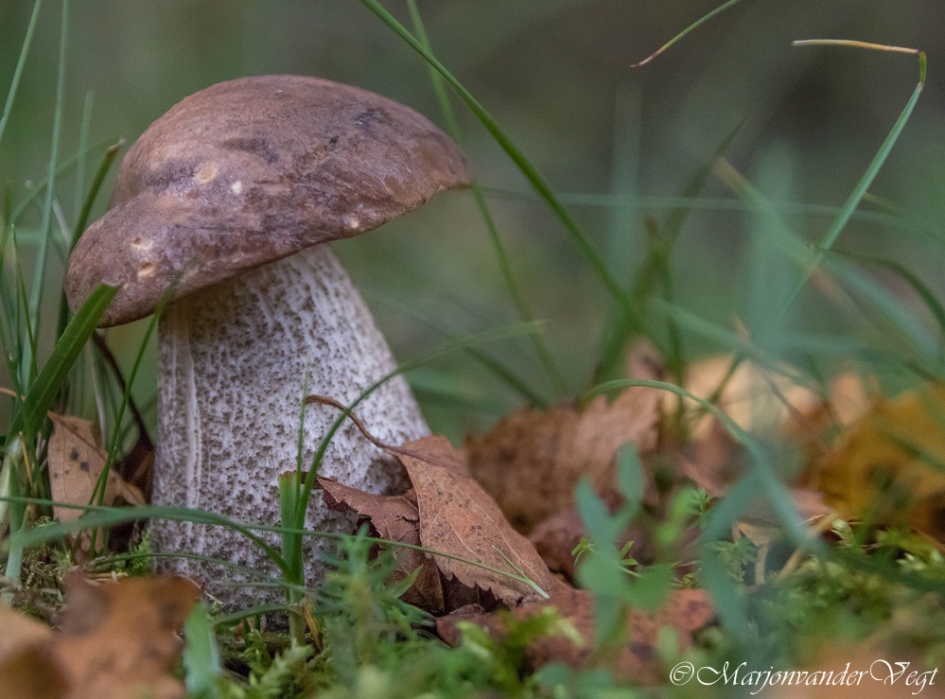 Onbekende paddo - Schimmels - paddo