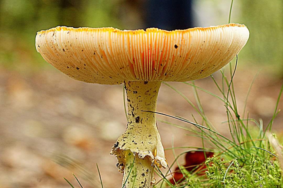 Onder de hoed - Schimmels - Vliegenzwam