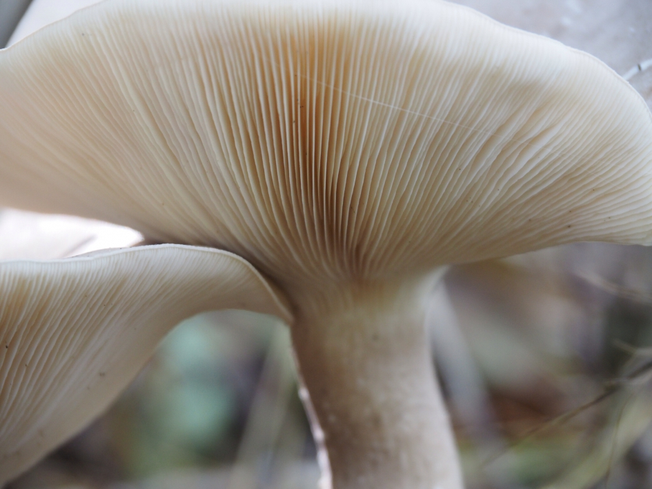 Onderkant - Schimmels - 