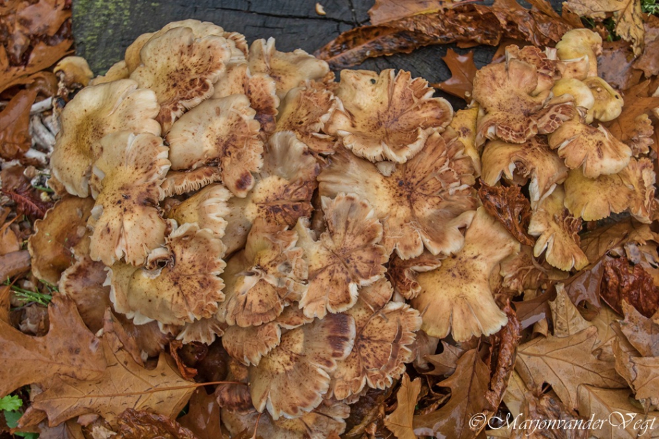 Onopgemerkt - Schimmels - paddenstoel
