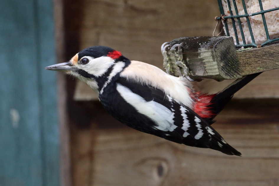 Onraad? - Vogels - Grote Bonte Specht (man)
