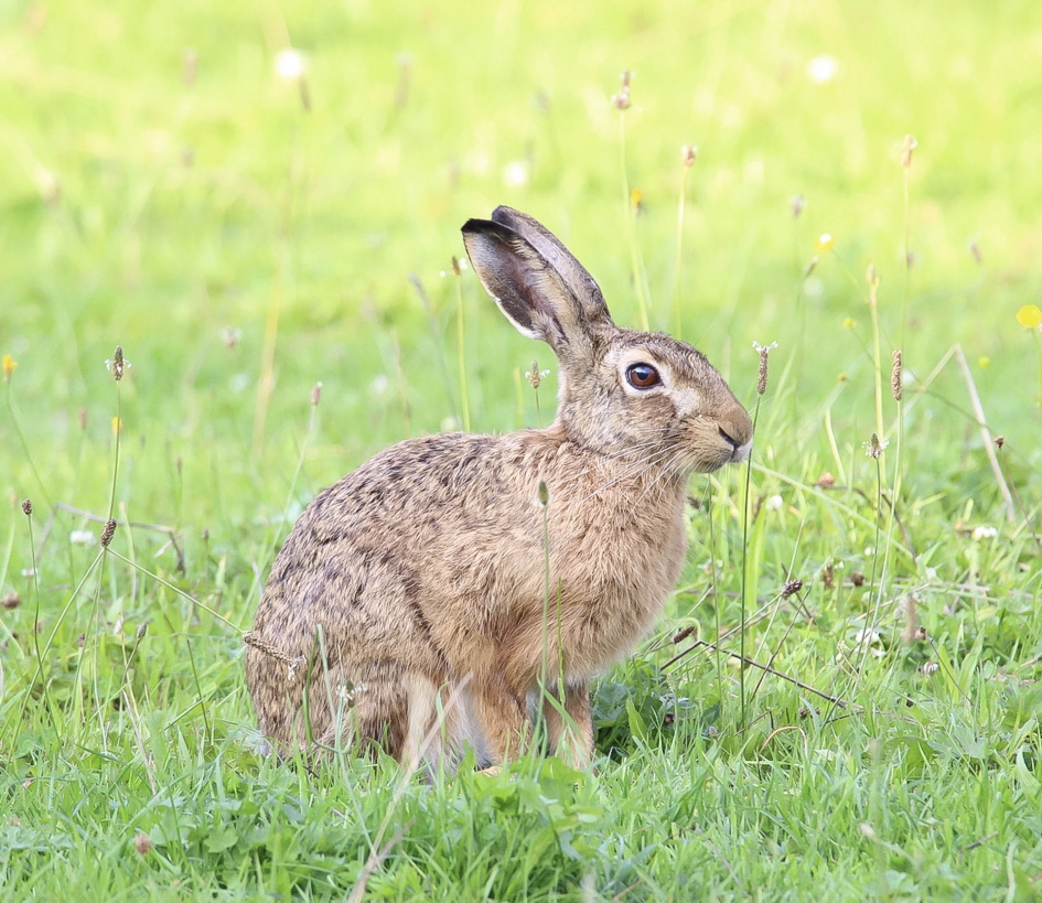 Onthaasje! - Zoogdieren - Haas