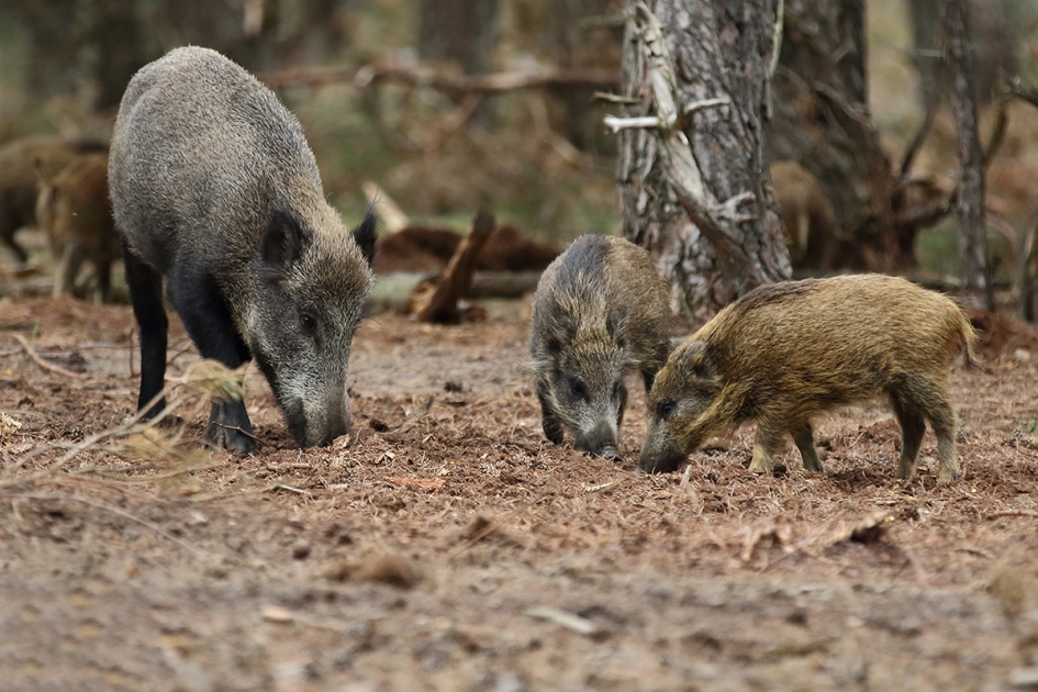 ontspannen tafereel - Zoogdieren - 