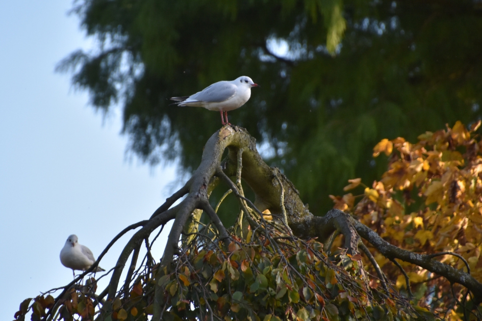 Op de uitkijk.. - Vogels - 