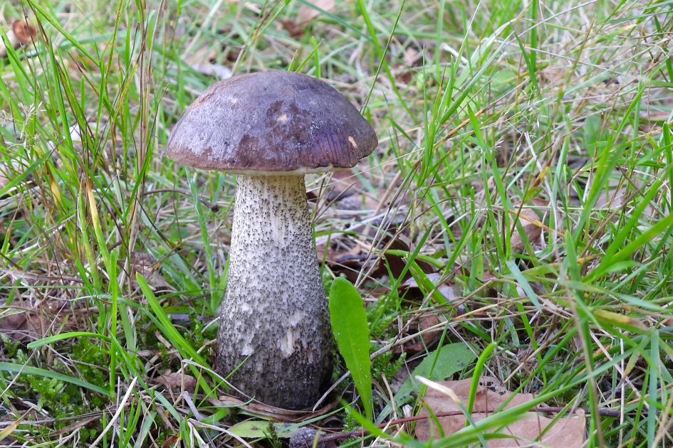 Op hoge steel - Schimmels - Gewone berkenboleet