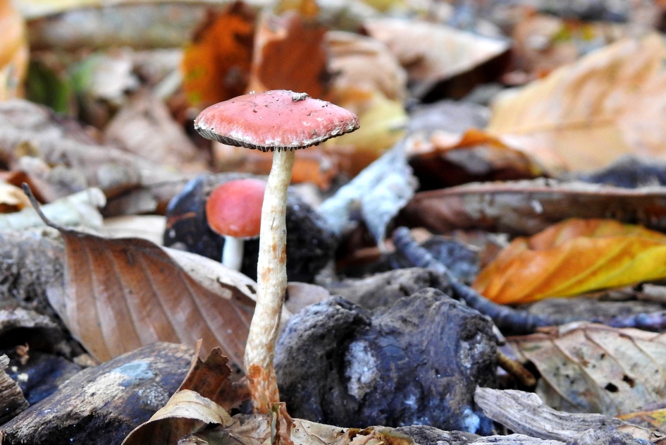 Op houtsnippers - Schimmels - Oranjerode stropharia