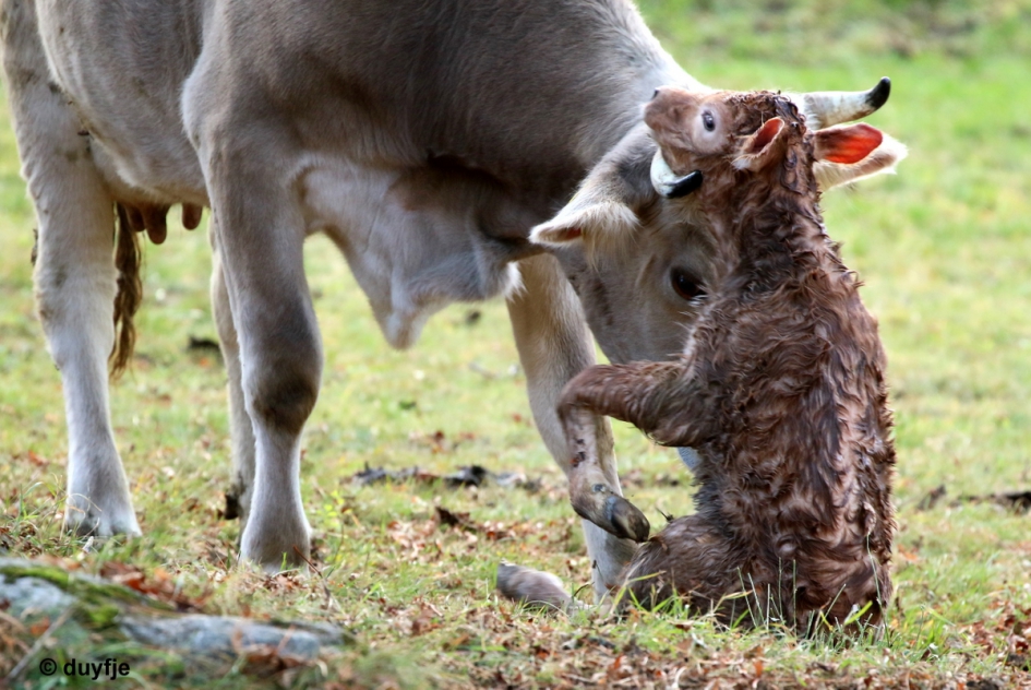 op moeders hoorns - Zoogdieren - 
