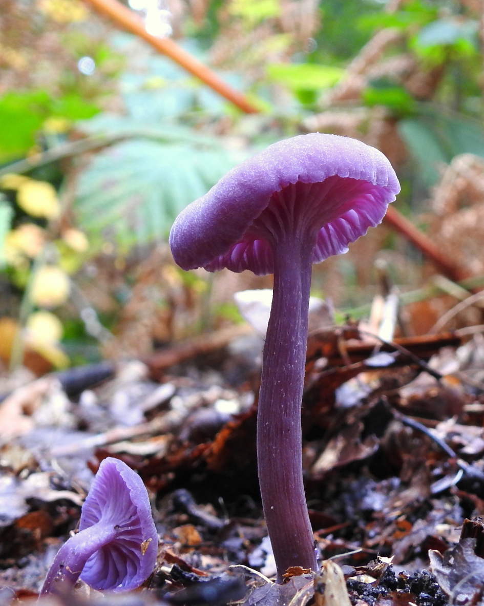 Opvallende herfstkleur - Schimmels - Amethistzwam/ Rodekoolzwam