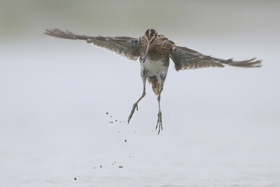 Opvliegertje - Vogels - Watersnip