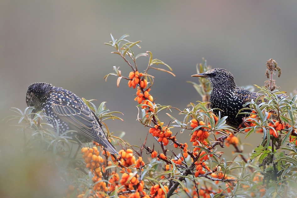 Overvloed ... - Vogels - Spreeuw