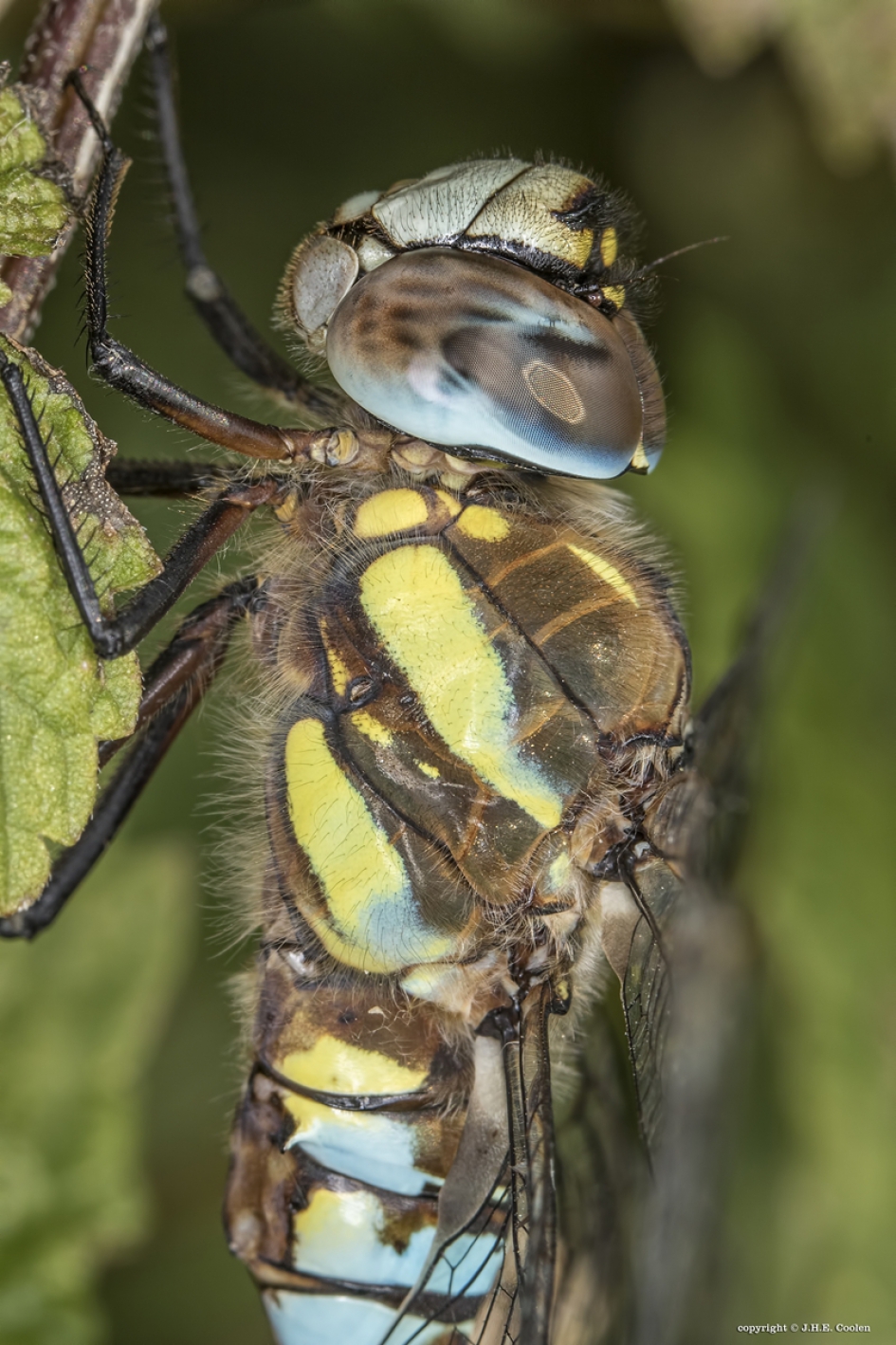 Paardenbijter - Geleedpotigen - Paardenbijter