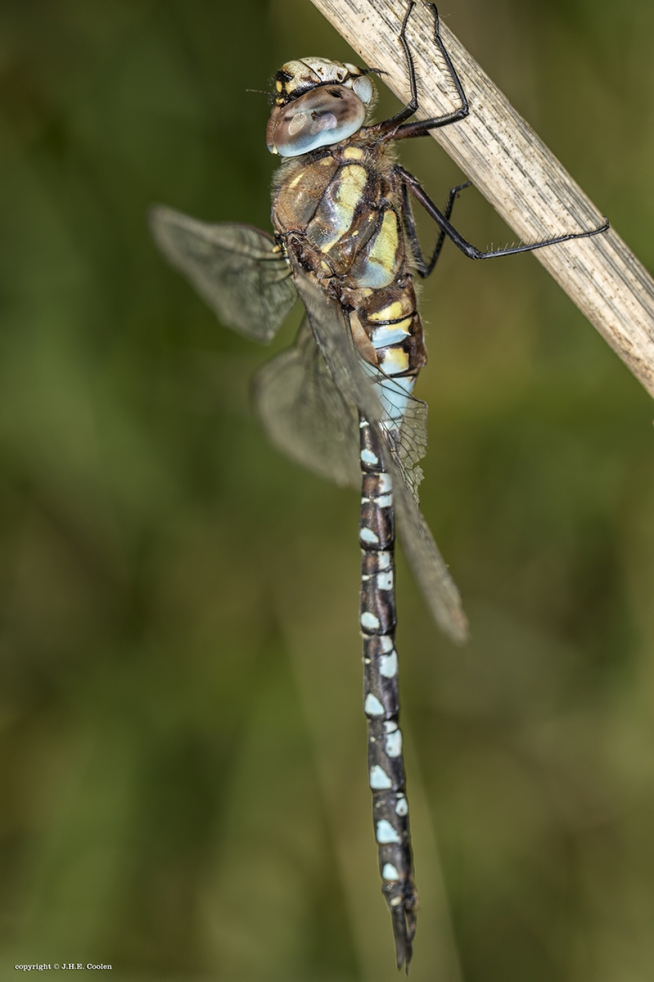 Paardenbijter - Geleedpotigen - Paardenbijter
