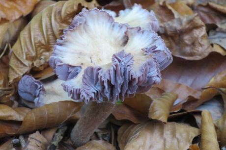 paddenstoel - naturel in vorm en kleur