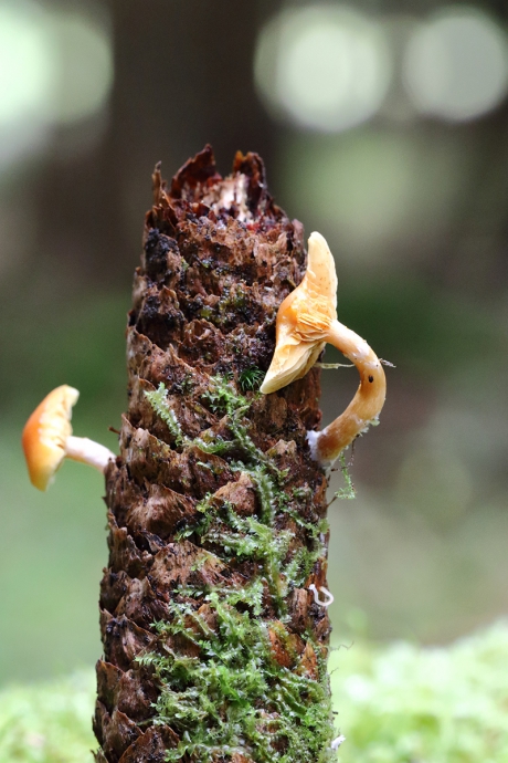 paddenstoel aan dennenappel
