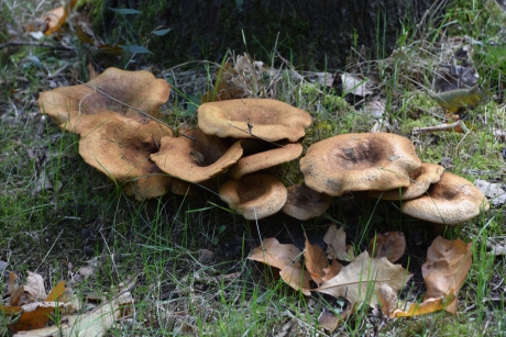 Paddenstoelen 2