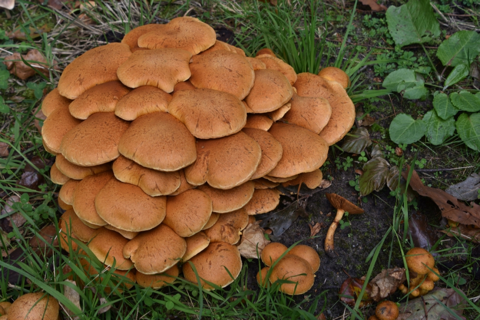 Paddenstoelen - Schimmels - 