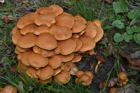 Paddenstoelen