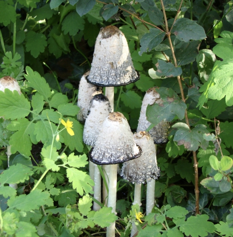 paddestoelen