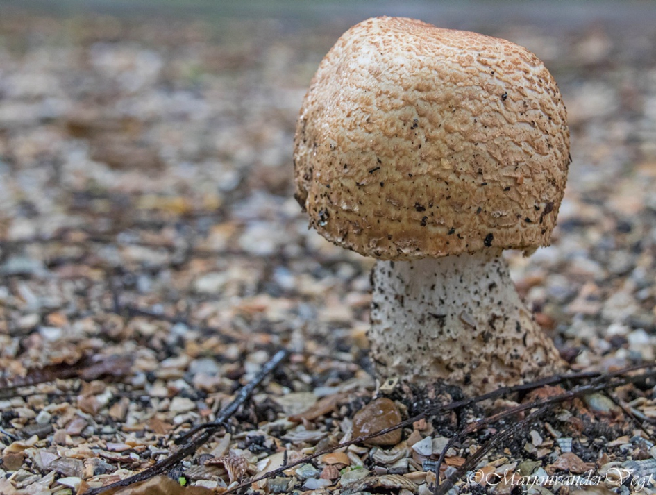 Paddo - Schimmels - onbekend