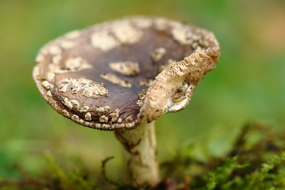 parelamaniet - Schimmels - 