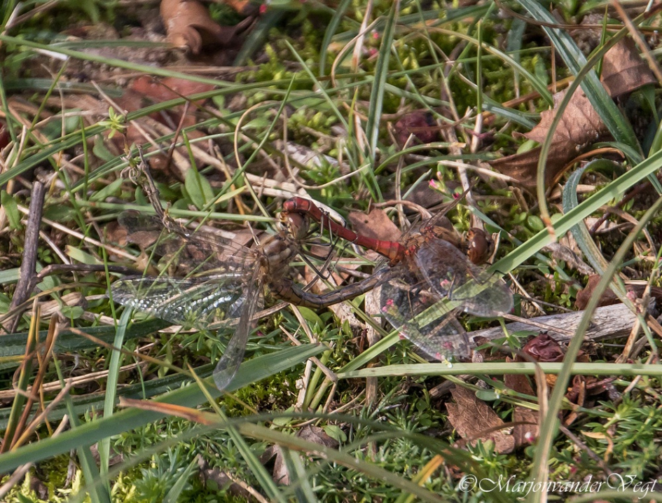 Paring van Libellen - Geleedpotigen - Steenrodeheide Libellen