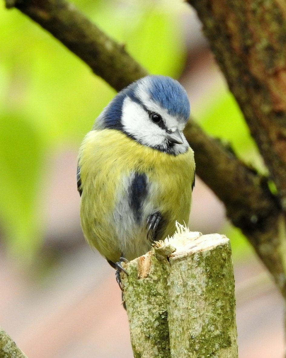 Pijnlijk pootje - Vogels - Pimpelmees