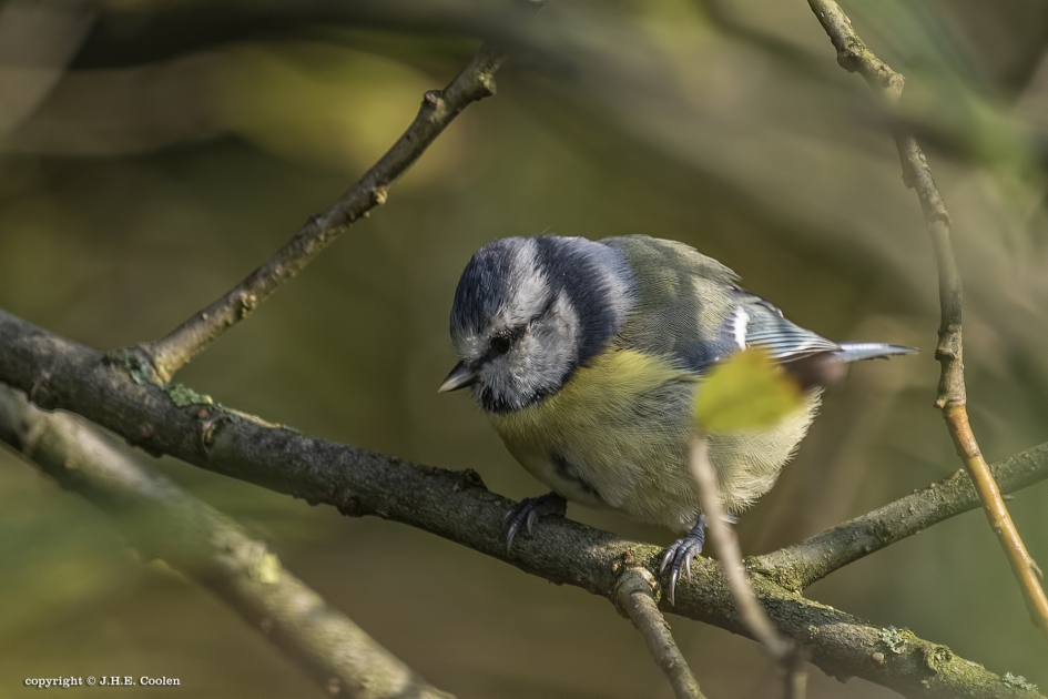 Pimpelmees - Vogels - Pimpelmees