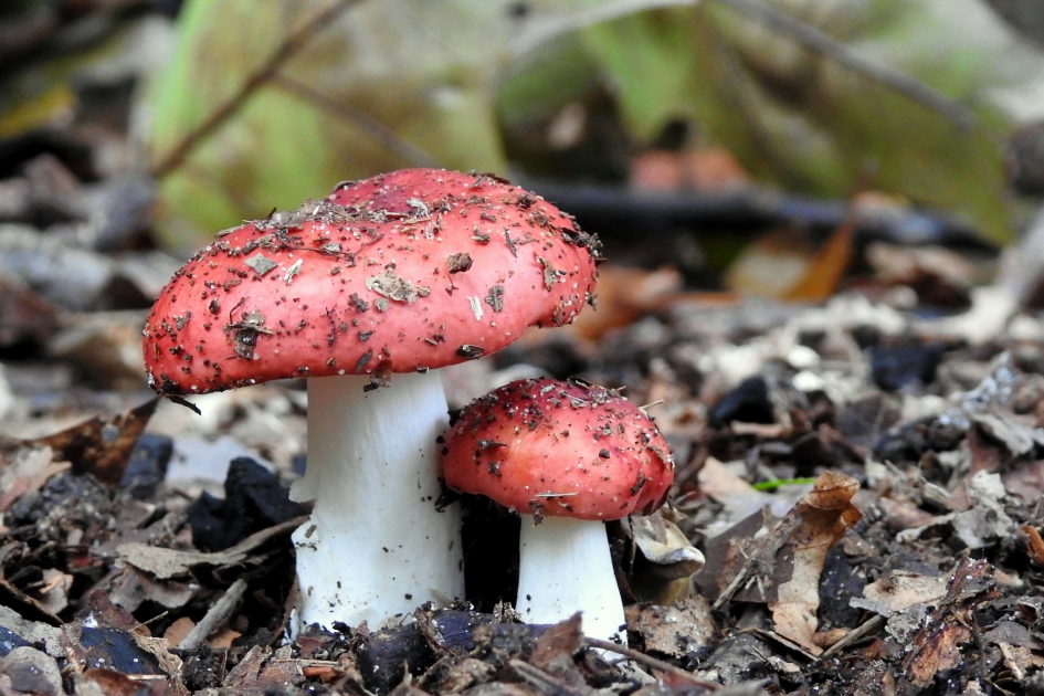 Ploep, hier zijn we - Schimmels - Gewone braakrussula