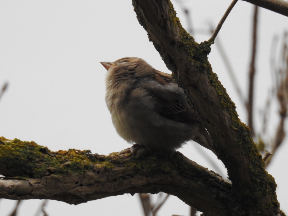 Pluizig bolletje - Vogels - Huismus