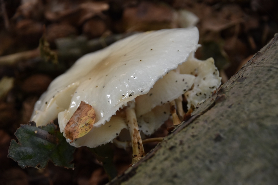 Porceleinzwam - Schimmels - 