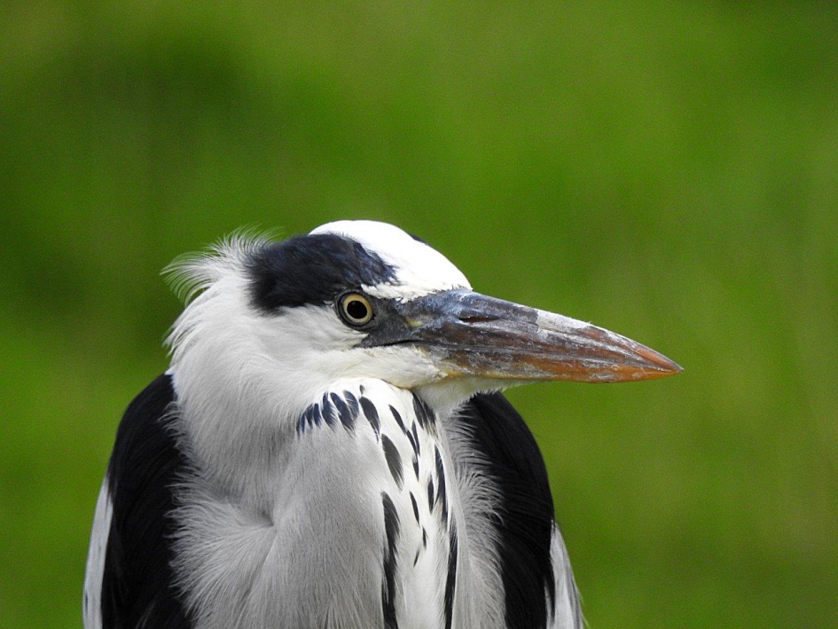 portretje - Vogels - Blauwe reiger