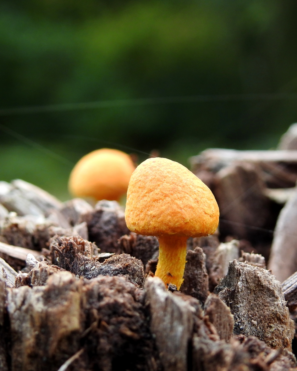 Pril - Schimmels - Fluweelpootje