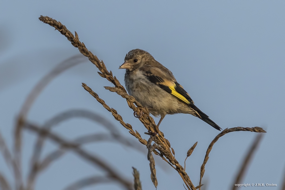 Putter (vr) - Vogels - Putter