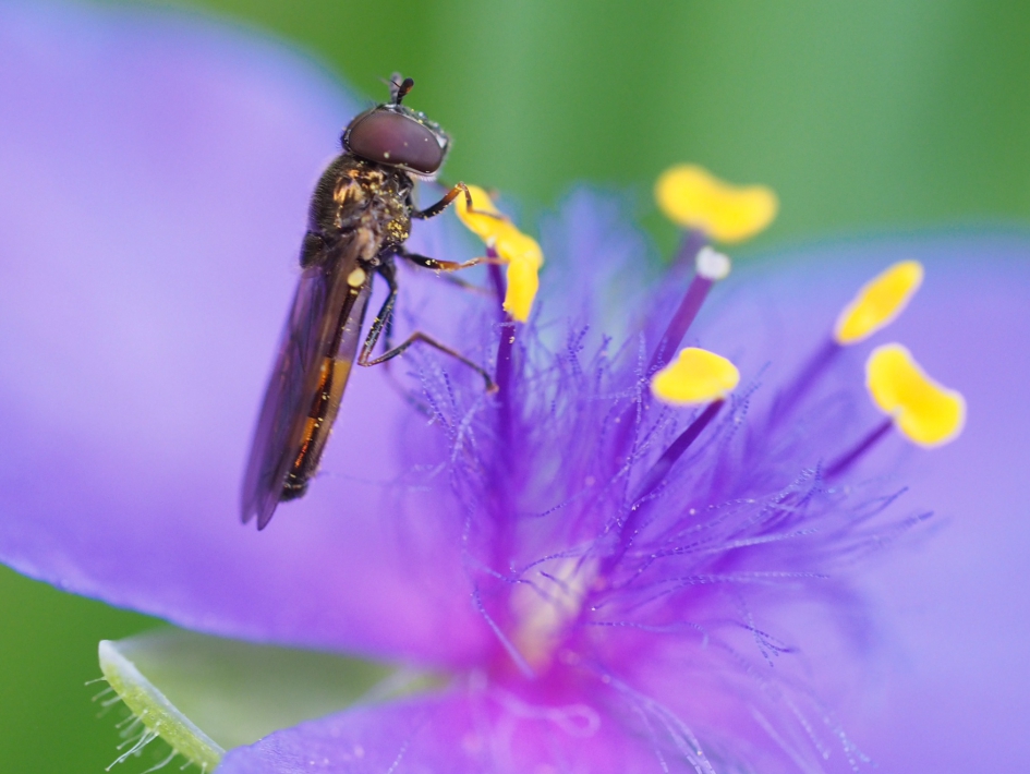 Pyamazweefvlieg - Geleedpotigen - Pyamazweefvlieg