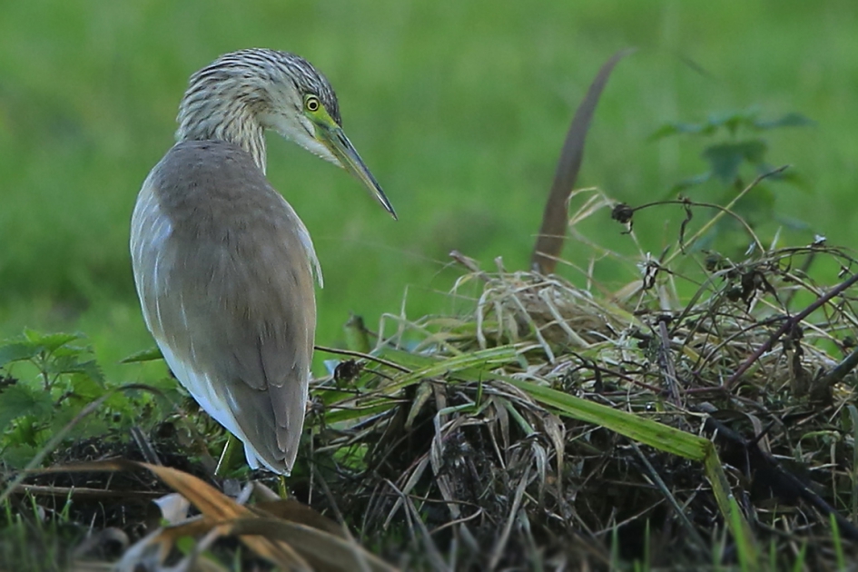 Ralreiger - Vogels - Ralreiger