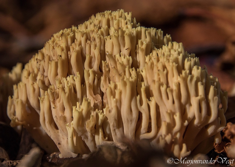 Rechte koraalzwam - Schimmels - Rechte koraalzwam