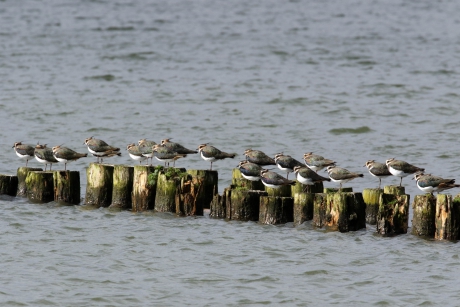 Relaxen langs de Lek