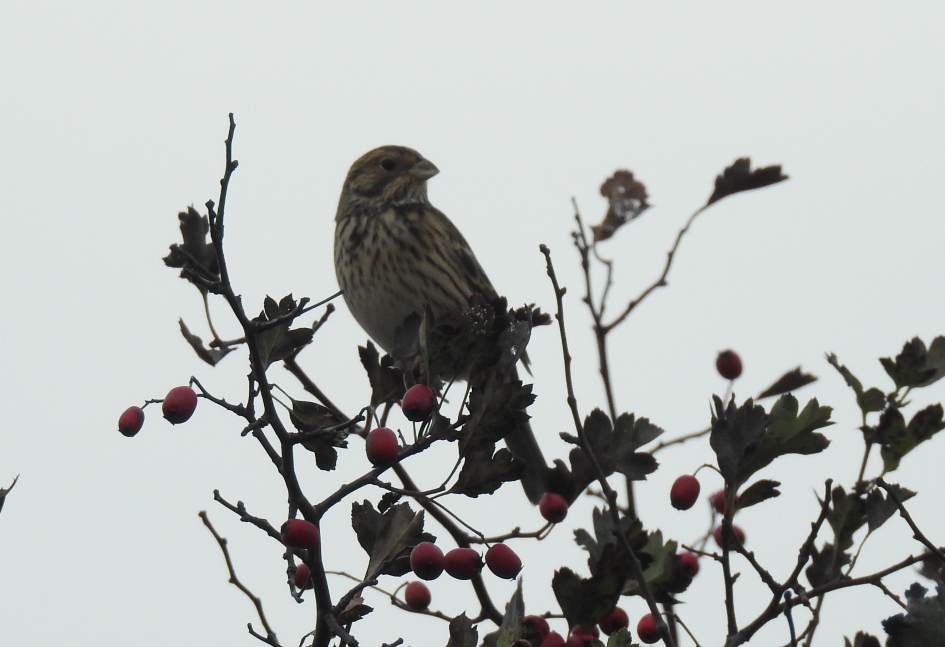 Rietgors vrouwtje - Vogels - Rietgors