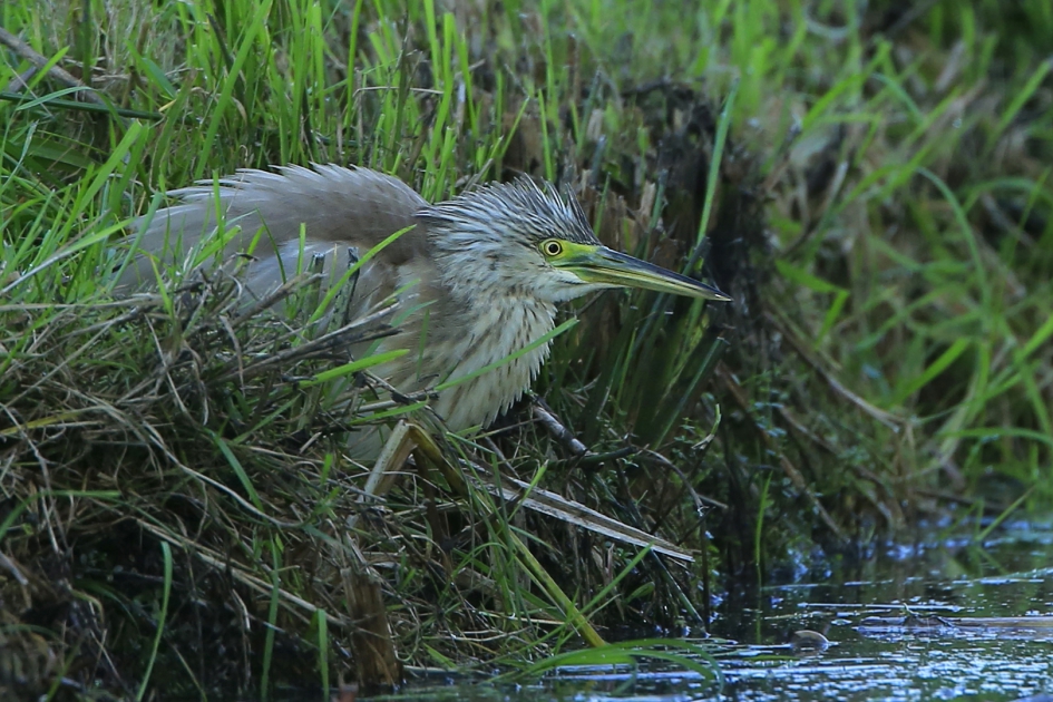 Rillende Ralreiger ... - Vogels - Ralreiger