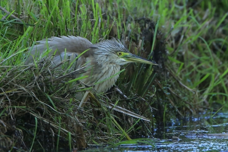 Rillende Ralreiger ...