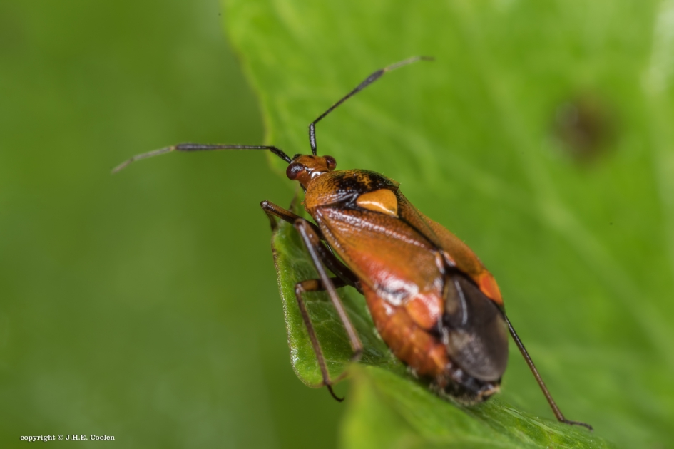Rode halsbandwants (vrouw) - Geleedpotigen - Rode halsbandwants